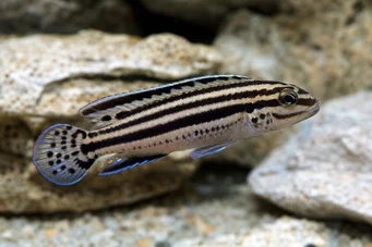 Julidochromis dickfeldi Јулие де Дицкфелд