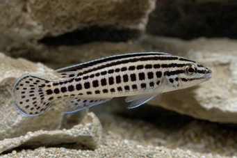 Julidochromis marlieri Јулие де Марлиер, Јаумиер Јулидо
