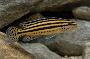 Julidochromis regani Јулие-Багнард