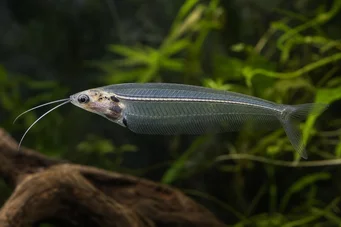 Kryptopterus bicirrhis (Стаклено сом)