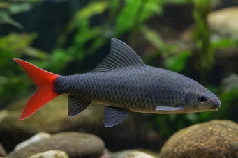 Labeo erythrurus (Лабео Албинос)