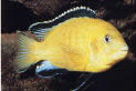 Labidochromis caeruleus Жути