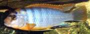 Labidochromis hongi Лабидоцхромис Хонги
