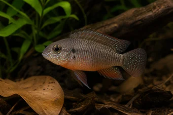 Laetacara dorsigera (Доригера)