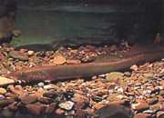 Lampetra fluviatilis Флувијална л�...