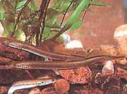 Lampetra planeri Планер Лампр�...