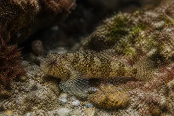 Lepadogaster candollei Род
