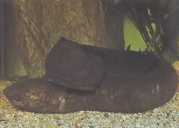 Lepidosiren paradoxa Јужна Америк�...