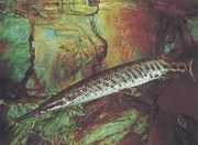 Lepisosteus oculatus Оцелее лепис�...