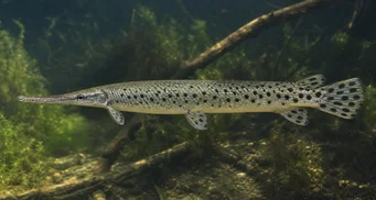 Lepisosteus oculatus Оцелее леписостед