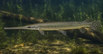 Lepisosteus osseus Цроцодиле Пике