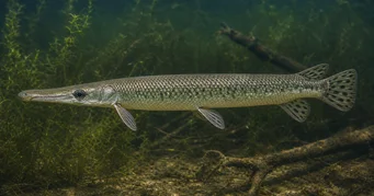 Lepisosteus platostomus Платеау Леписосте