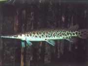 Lepisosteus tristoechus Леписостеус �...