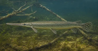 Lepisosteus tristoechus Леписостеус Тристоецхус