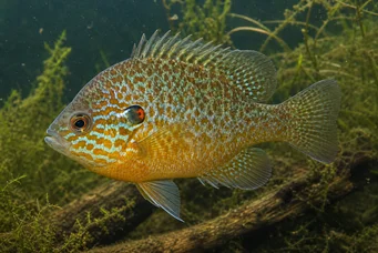 Lepomis gibbosus (Сунчев или дугачки пол)