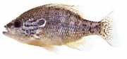 Lepomis humilis Сунско пол са...