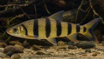 Leporinus fasciatus fasciatus (Лепоринус са црним бендовима)
