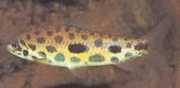 Leporinus maculatus Споттед Лепо�...