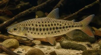 Leporinus maculatus (Споттед Лепоринус)