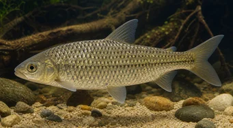 Leporinus megalepis (Лепоринус са сјајним скалама)