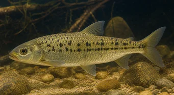 Leporinus moralesi (Лепоринус Рипе)