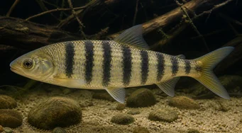 Leporinus octofasciatus