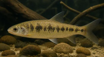Leporinus pellegrini (Пеллегрин Лепоринус)