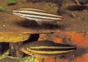 Leporinus striatus Лепоринус Ст�...