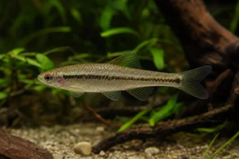 Lilius sp Лимула