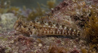 Lipophrys pholis Заједнички