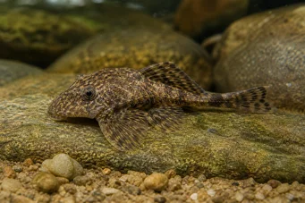 Lithoxus bovallii (Литокус боваллии)