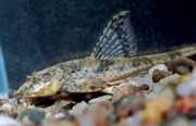 Loricaria parva Лорикација