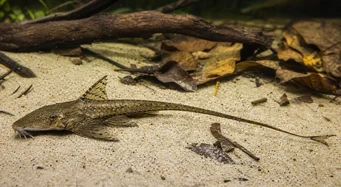 Loricaria parva (Лорикација)