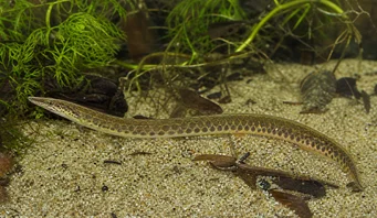 Macrognathus aculeatus Маста А Оцелле
