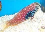 Macropharyngodon bipartitus Вермикулирани лабар