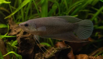 Macropodus concolor Црни макропод