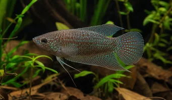 Macropodus cupanus Риба за риболов смеђе репне репа