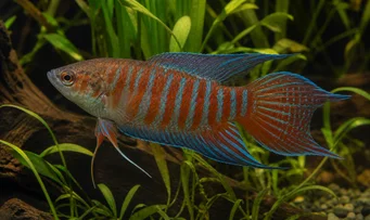 Macropodus opercularis Рај