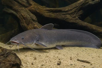 Malapterurus electricus Електрични сом