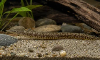 Mastacembelus armatus Џиновска кичма
