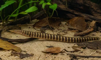 Mastacembelus circumcinctus Тхорни појас