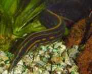 Mastacembelus erythrotaenia Фире Поинте Ангуилле