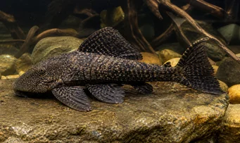Megalancistrus barrae Мегаланциструс Баррае