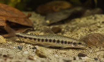 Melanocharacidium dispilomma Меланоцхарацидиум дисписима