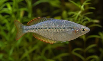 Melanotaenia maccullochi Дварф Раинбов Фисх