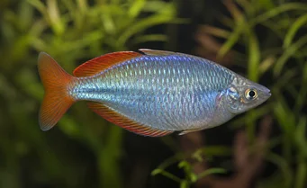 Melanotaenia splendida Цап Иорк Раинбов Фисх