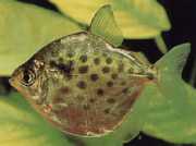 Metynnis maculatus Метинис пункцијски