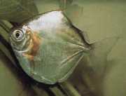 Metynnis mola Мола Мола Мола