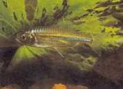 Micralestes acutidens Афрички тетр�...