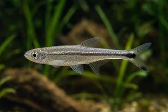 Micralestes elongatus Супински афрички тетра